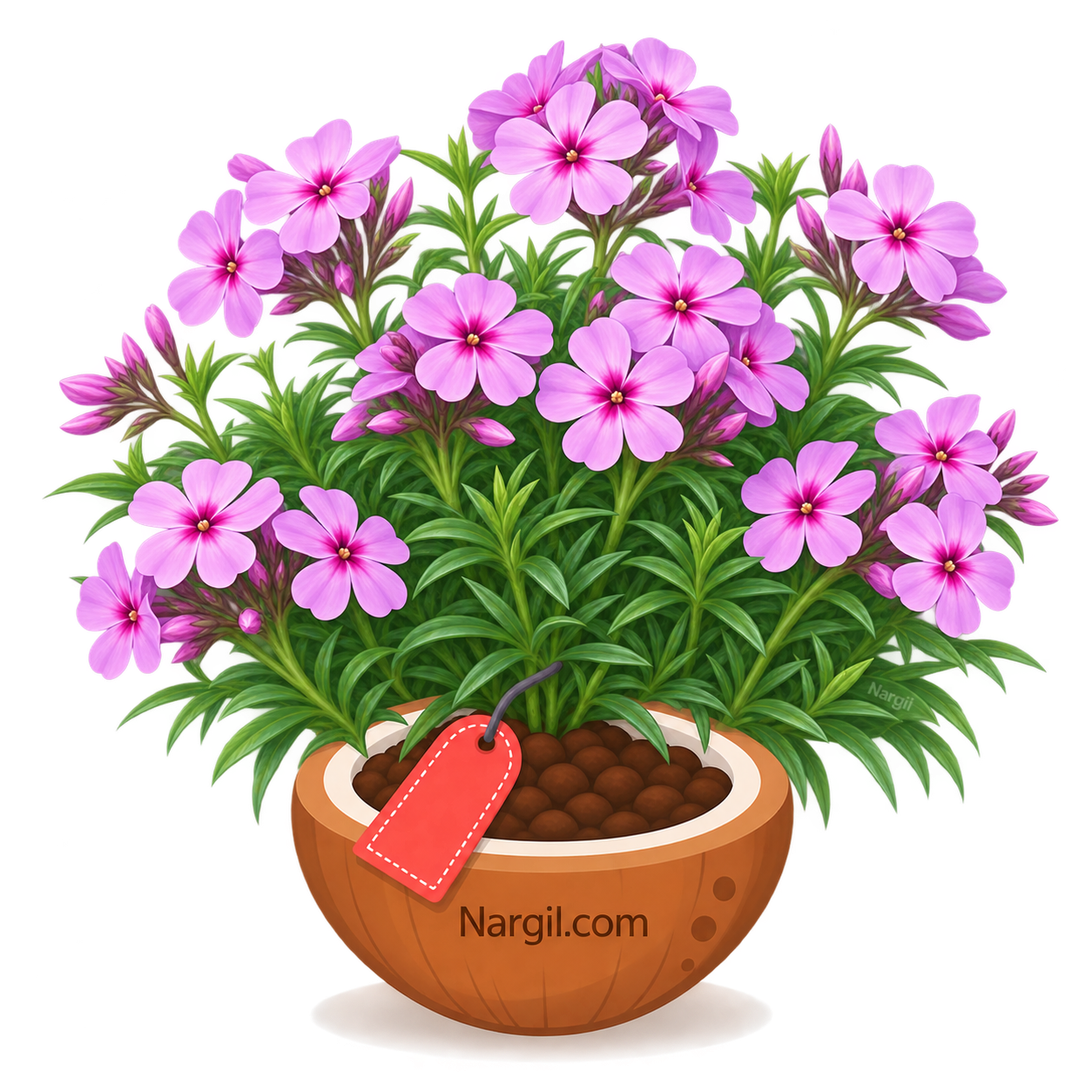 Nargil_Phlox Douglasii